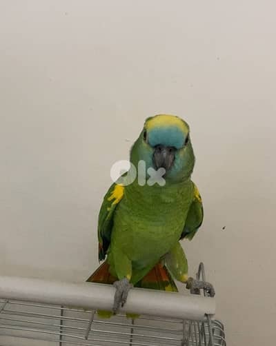 ببغاء كاسكو افريقي