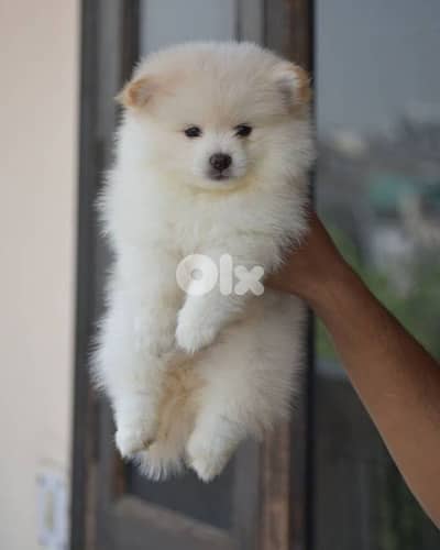 Pomsky Puppies Available