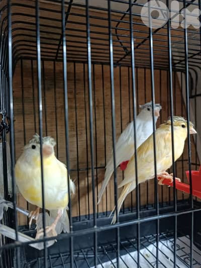 مخاليف كناري ددكرين وانثى