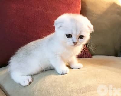 Adorable Scottish Fold kitten available in store & delivery