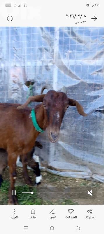 عنزتين للبيع