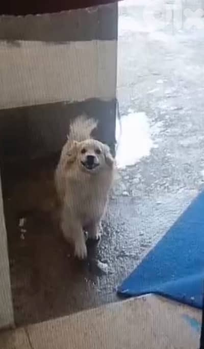 كلب فرنجي موجود بصيدا كتير حلو واليف