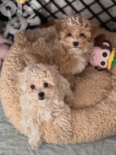 Maltipoo high quality