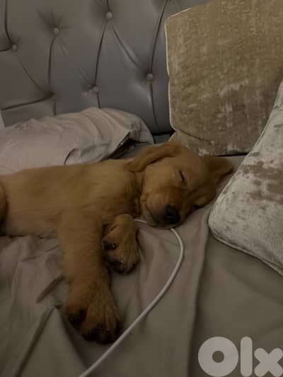 golden retriever pure breed