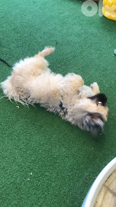 Pekinese age 2 years in good health