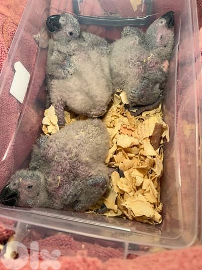 african grey (كاسكو)