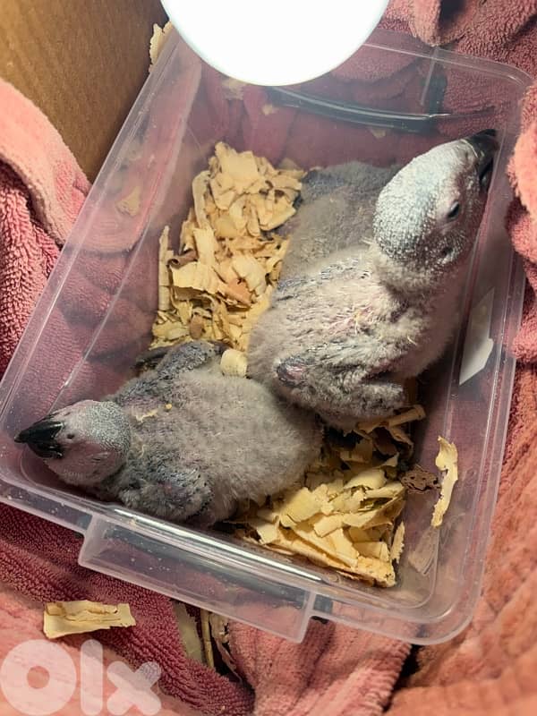 african grey (كاسكو) 1