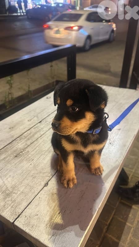 german rottweiler 3