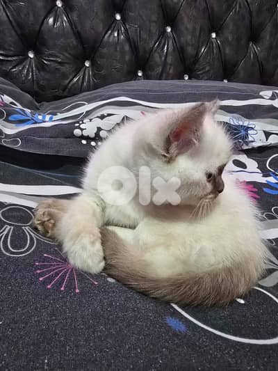 siamese kitten