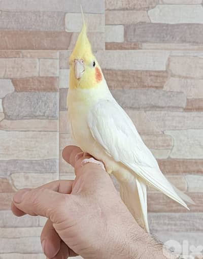 دكر كروان سوبر ترويص