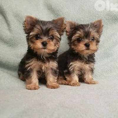Yorkshire Teacup Imported puppy