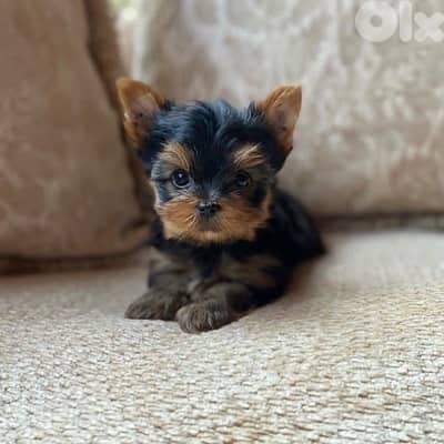 Yorkshire Terrier Imported