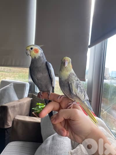 Male and Female tamed cocktails for sale