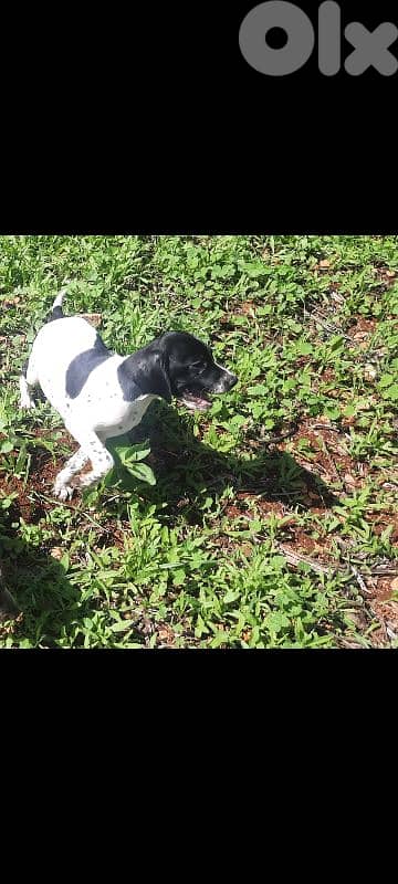 76492585 pure pointers