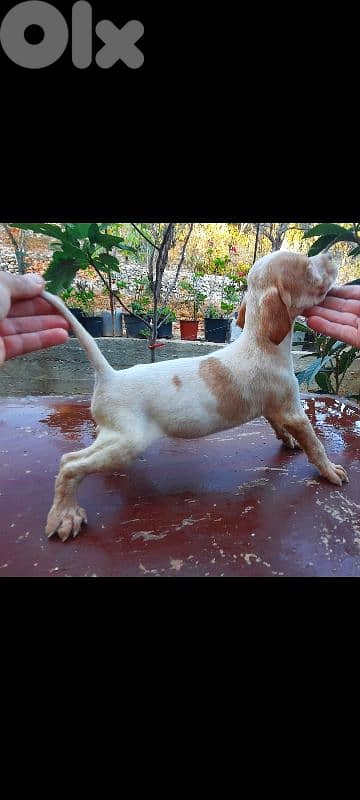 76492585 pure pointers 1