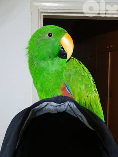 Male Eclectus