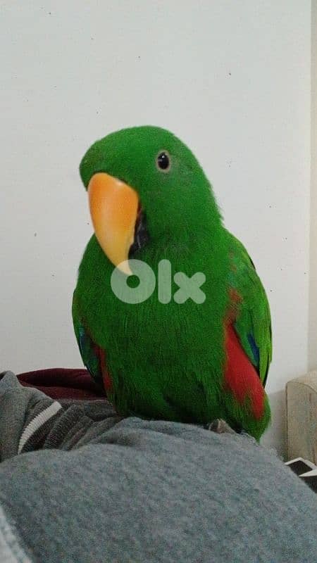 Male Eclectus 2