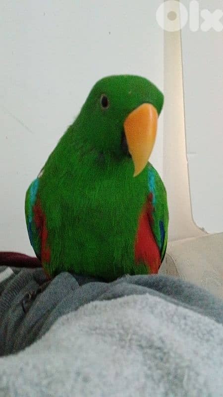 Male Eclectus 3
