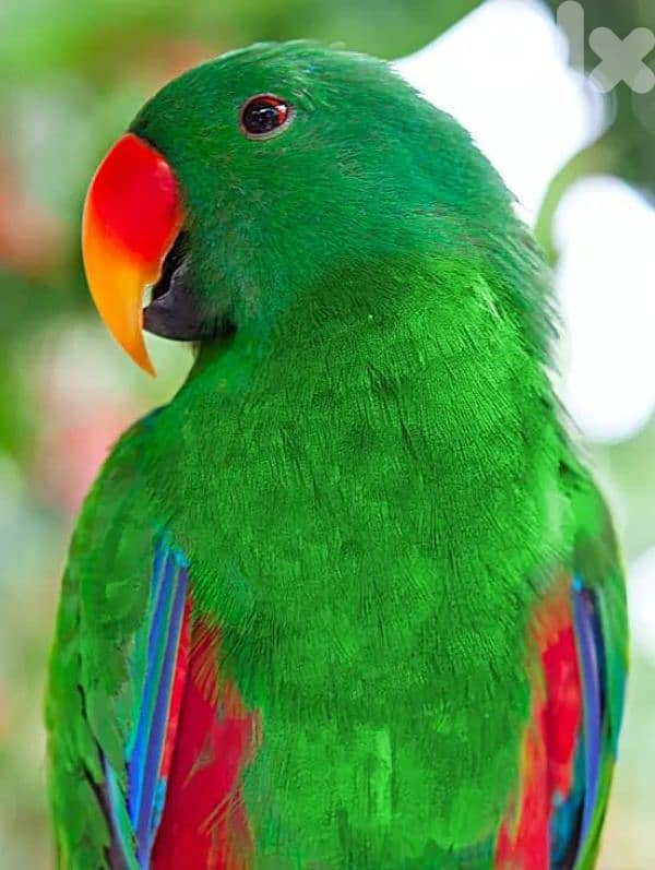 Male Eclectus 5