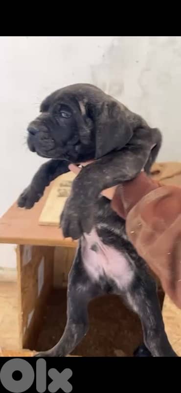 big puppy cane corso male