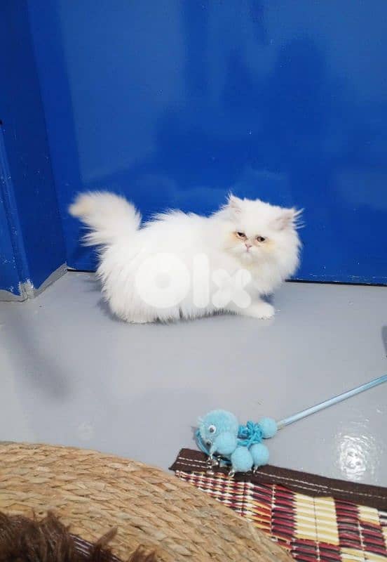 pure persian 3 kittens 1
