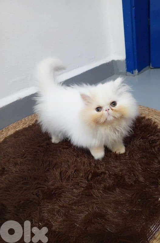 pure persian 3 kittens 2