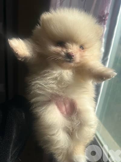 mini pomeranian