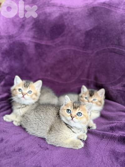Adorable Golden Chinchilla mix Kittens Looking for Loving Homes