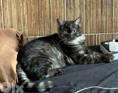 شويفات  . . معمل غندور