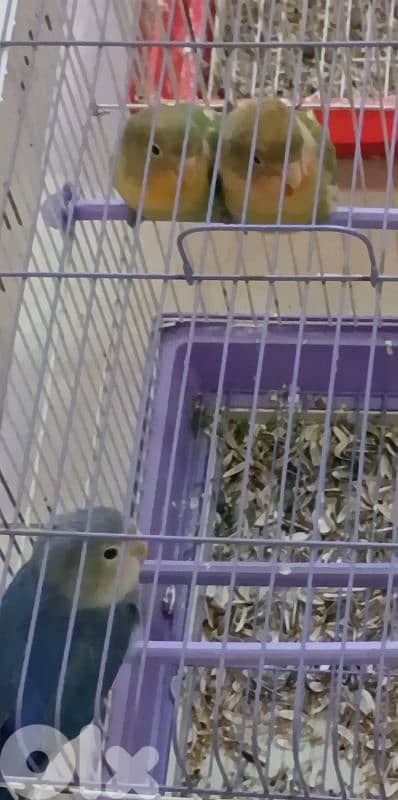 3فراخ روز مفطومين