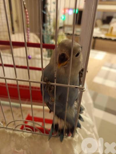 روز مروض مع قفص كبير