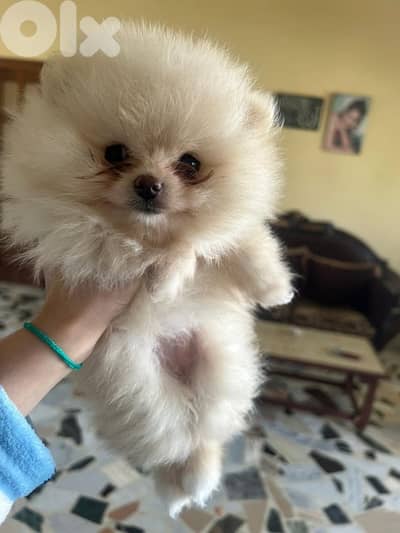 Pomeranian