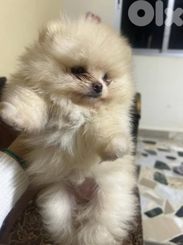 Pomeranian 2