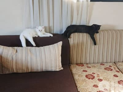 2 cats for adoption the white is the female and the black is the male