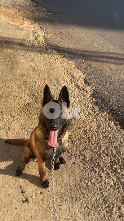 pure malinois 5 months old