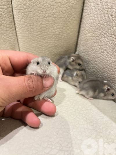 Baby Dwarf Hamster