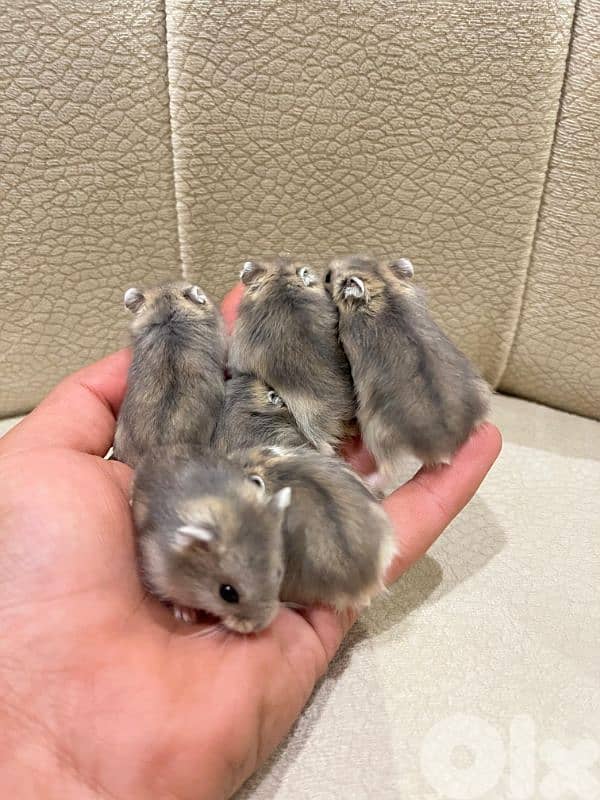 Baby Dwarf Hamster 1