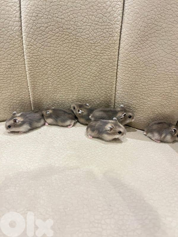 Baby Dwarf Hamster 2