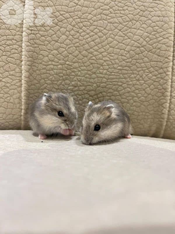 Baby Dwarf Hamster 3