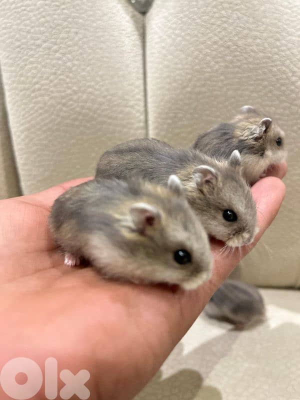 Baby Dwarf Hamster 5