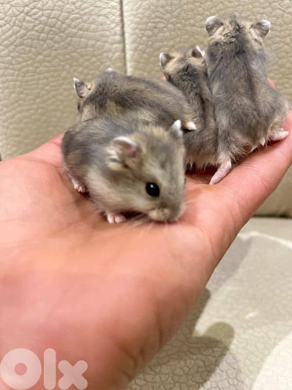Baby Dwarf Hamster 6