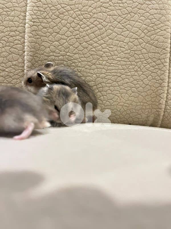 Baby Dwarf Hamster 7