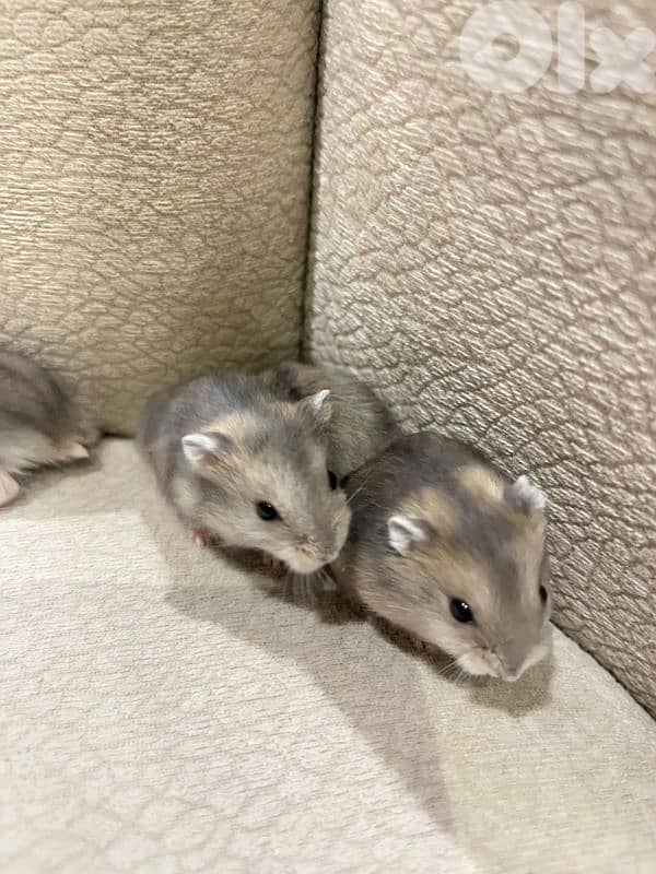 Baby Dwarf Hamster 8