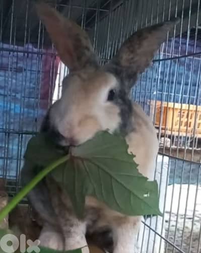 بيع ارانب ريكس