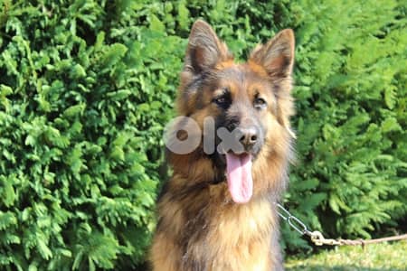 ADULT GERMAN SHEPHERD