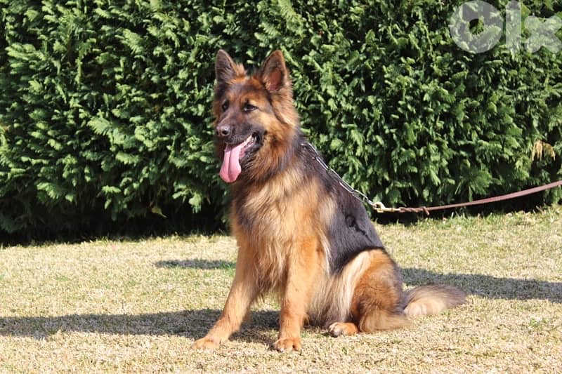 ADULT GERMAN SHEPHERD 1