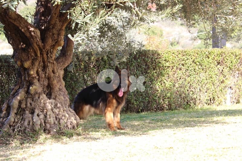 ADULT GERMAN SHEPHERD 2