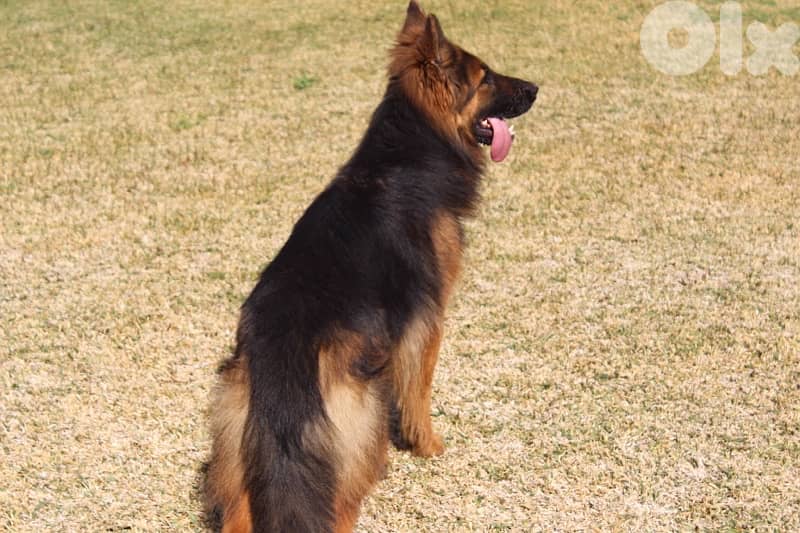 ADULT GERMAN SHEPHERD 3