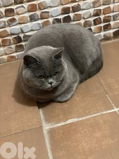 Female British cat not Castrated very friendly