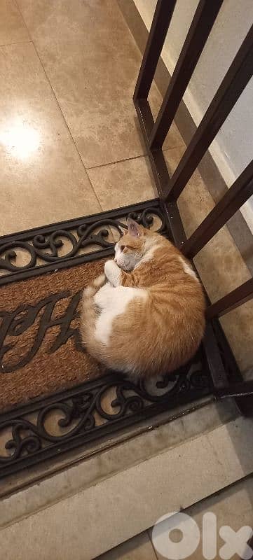 Adorable stray kitten for ADOPTIOn